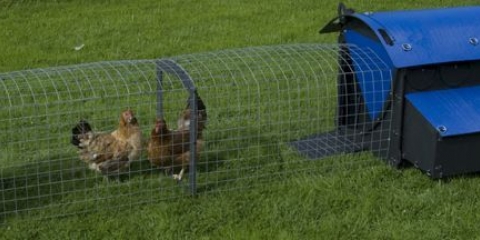 Kako odabrati kokošinjac